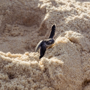 Baby Turtle Hatching.